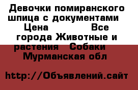 Девочки помиранского шпица с документами › Цена ­ 23 000 - Все города Животные и растения » Собаки   . Мурманская обл.